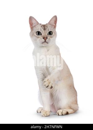 Gatto Burmilla giovane adulto, seduto di fronte con una zampa giocosa in aria. Guardando accanto alla fotocamera. Isolato su sfondo bianco. Foto Stock