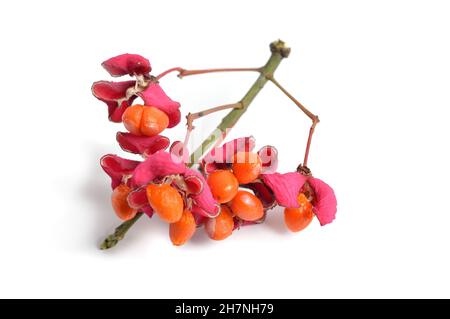 Euonymus europaeus. Primo piano di un frutto. Isolato Foto Stock