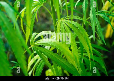 Canapa industriale gambi e foglie vista closeup Foto Stock