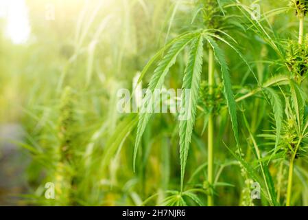 Canapa industriale gambi e foglie vista closeup Foto Stock