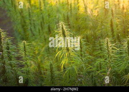 Canapa industriale gambi e foglie vista closeup Foto Stock