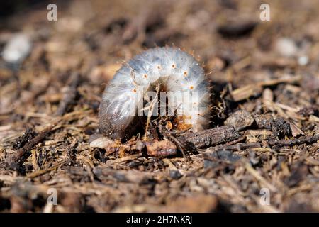 Larva rosata da foderato. Primo piano dell'insetto. Grub di roseto. Pesti in giardino. Foto Stock