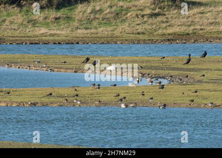 Uccelli rapaci sulla piscina Slitt, riserva naturale RSPB Medmerry, Sussex, novembre Foto Stock