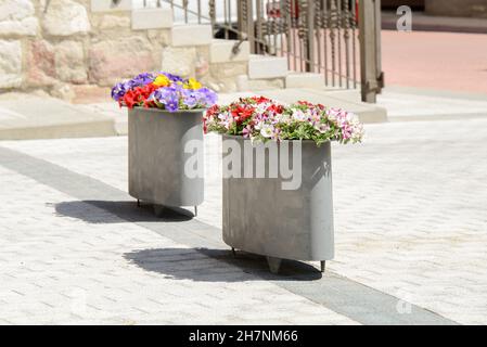 Piantatrice in ferro dipinta di grigio con petunias accanto ad un altro piantatrice sopra terra sulla strada in una giornata estiva soleggiata. petunia x atkinsiana surfinia. Foto Stock