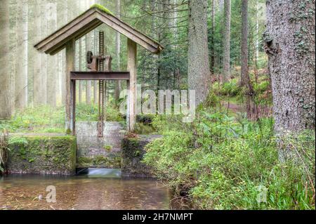 Vecchio strambone sul torrente 'Waldwiesbach' che è popolarmente noto come 'Schussbach' e scorre attraverso una selvaggia e romantica area forestale con un sacco di pris Foto Stock