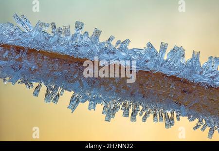 Gelo cristalli su un'erba a freddo giorno d'inverno, immagine ravvicinata di cristalli di ghiaccio, soleggiato giorno d'inverno Foto Stock