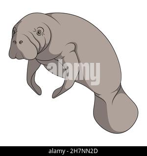 Illustrazione a colori con manatee, una mucca di mare. Oggetto vettore isolato su sfondo bianco. Illustrazione Vettoriale