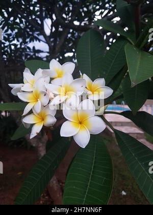 Primo piano di un fiore di gelsomino-mango (Plumeria rubra) è una pianta del genere Plumeria. Conosciuto anche come Frangipani. In un giardino sfondo sfocato. Foto Stock