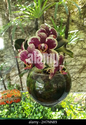 Orchidea rosa (Phalaenopsis) con dettagli bianchi in un vaso di vetro. Sfondo sfocato. Foto Stock