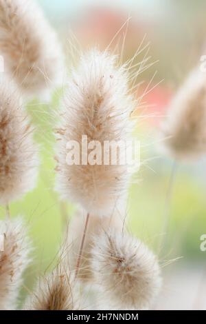 Lagurus ovatus. Ciuffi decorativi secchi di erba di coda di Bunny. Chiamato anche erba di coda di Hare Foto Stock