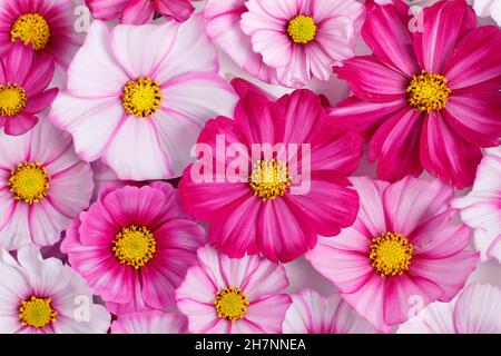 COSMOS bipinnatus. Modello di teste di fiori di cosmo visto da sopra.UK Foto Stock