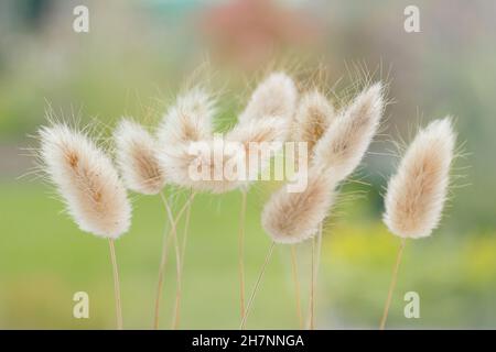 Lagurus ovatus. Ciuffi decorativi secchi di erba di coda di Bunny. Chiamato anche erba di coda di Hare Foto Stock