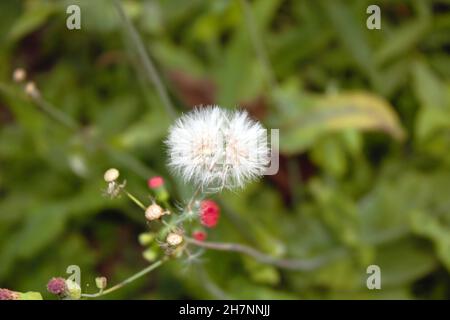 Primo piano di un dente di leone o Taraxacum officinale, isolato nel giardino di giorno. È una pianta erbacea perenne della famiglia delle Asteraceae. Foto Stock