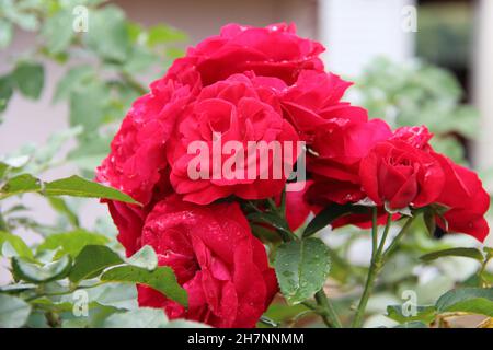 Primo piano su un bouquet di rose rosse su un cespuglio di rose. Foto Stock