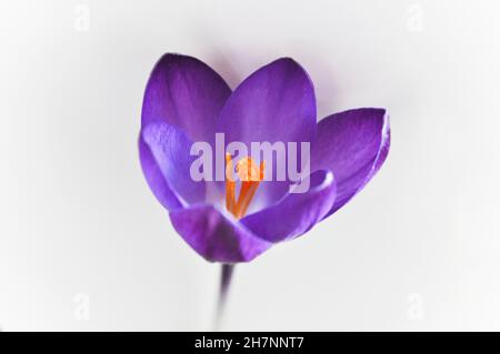 Fiore viola di cocchi primavera impostato su uno sfondo bianco come uno scatto da studio Foto Stock