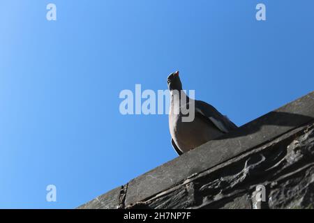 Curioso piccione su un muro d'estate - Peebles, Scozia. Concetto di piccione urbano con spazio di copia contro un cielo blu cristallino Foto Stock