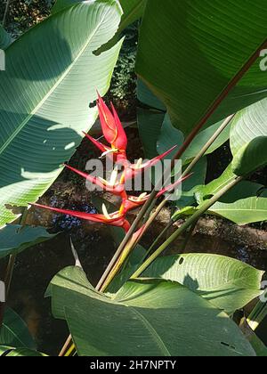 Primo piano su una tortuosa Heliconia, isolata, in mezzo al fogliame Foto Stock