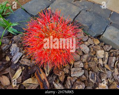 Gigli da calcio rossi che compaiono durante le prime piogge, Scadoxus multiflorus, Satara, Maharashtra, India Foto Stock