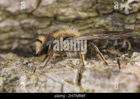 Primo piano su un maschio della grande o assonnato ape forbice, Chelostoma florisomne Foto Stock