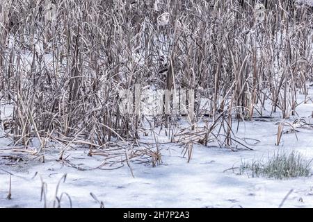 Vera erba di palude secca e graziosa in ghiaccio il giorno d'inverno Foto Stock