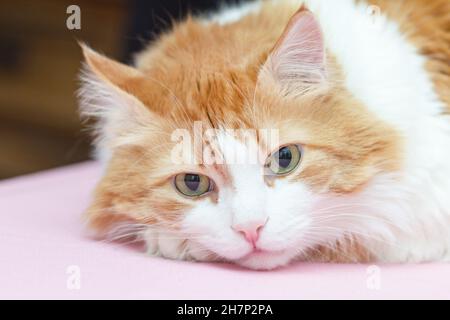 Vero grande ritratto di rosso pensieroso e bianco bellissimo gatto Foto Stock