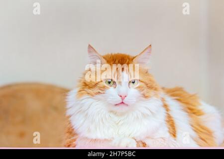 Bello adulto rosso-capelli e gatto bianco guarda nella cornice a casa Foto Stock