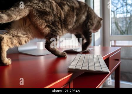 Il gatto malizioso scorre attraverso il desktop e può far cadere la  tastiera, che si trova pericolosamente sul bordo della scrivania.  Atteggiamento incauto nei confronti del gadget Foto stock - Alamy