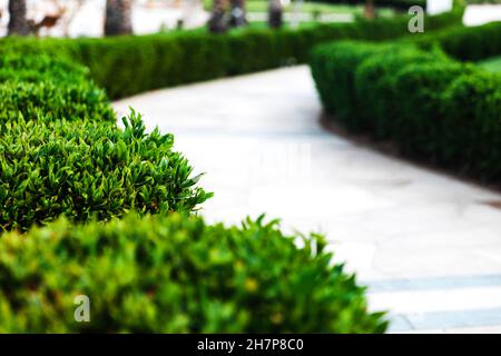 Paesaggistica sul territorio dell'hotel utilizzando un prato verde e varie piante Foto Stock