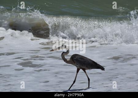 Vista laterale Great Blue Heron con bocca aperta. Foto Stock
