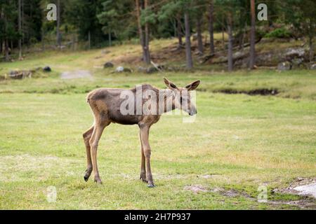 Una giovane alce scandinava nella foresta Foto Stock