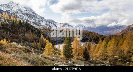 Stagione autunnale con archi dorati sul lago di Viola nella valle del campo a Grigioni, Svizzera Foto Stock