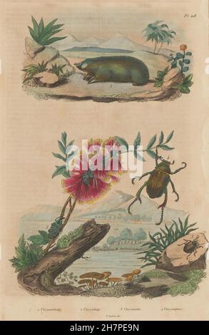 Golden mole. Curculione di zaffiro. Chrysomelidae. Foglia splendente chafer beetle, 1833 Foto Stock