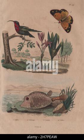 Boxfish. Colchicum. Offuscato zolfo butterfly.Ametista-throated Mountaingem 1833 Foto Stock