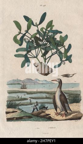 Gui (vischio). Guillemot. Uccelli, antica stampa 1833 Foto Stock