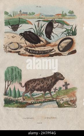 Hydrophilus Piceus (coleottero acquatico). Avvistato iena, antica stampa 1833 Foto Stock