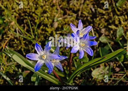 Fiore viola Bossier`s Glory-of-the-Snow nel giardino, fuoco selettivo Chionodoxa luciliae Foto Stock