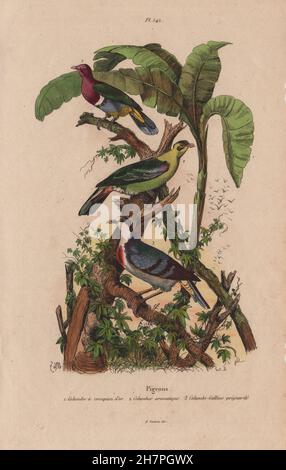 Piccioni: rosa-headed colomba di frutta. Green Pigeon. Mindoro spurgo-cuore colomba, 1833 Foto Stock