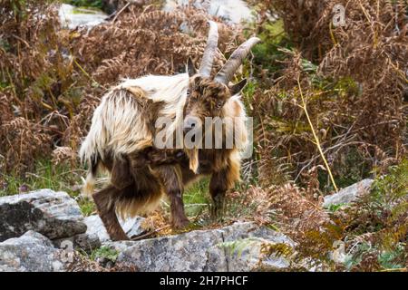 membro di una colonia di ferale montagna selvaggia in bracken grattando se stesso. Questa specie unica che vive intorno a Trefor e Llithfaen nella penisola di Llyn, Foto Stock