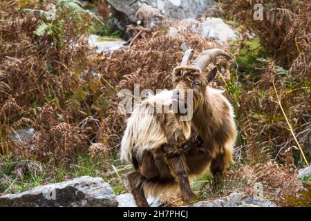 membro di una colonia di ferale montagna selvaggia in bracken grattando se stesso. Questa specie unica che vive intorno a Trefor e Llithfaen nella penisola di Llyn, Foto Stock