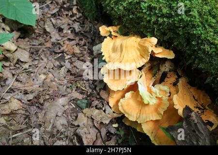 Funghi Golden chanterelle che crescono su un tronco accanto al muschio Anna Ruby Falls nella Chattahoochee National Forest Foto Stock