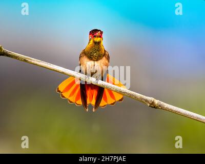 Bel maschio Ruby Topaz hummingbird, Chrysolampis mosquitus con il suo gorget d'oro scintillante e uno sfondo colorato e contrastante. Foto Stock