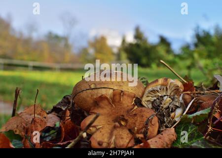 Armillaria mellea, comunemente noto come miele fungo Foto Stock