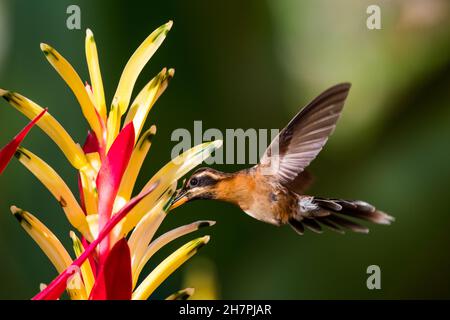 Piccolo hummingbird marrone di Ermit, Phaethornis longuemareus, che si nutrono di un luminoso fiore di Heliconia con sfondo verde scuro. Foto Stock