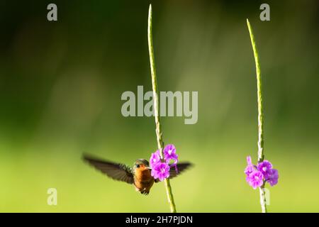 Foto minima del secondo uccello più piccolo del mondo, la Coquette Tufted che si nutra su un fiore viola Vervain in una ricca illuminazione. Foto Stock