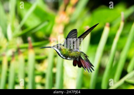 Luccicante colibrì di mango dal trono nero, Anthracothorax nigricollis, che si trova in una posizione unica circondata da piante verdi. Foto Stock