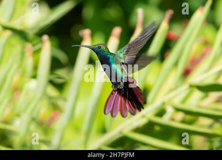 Luccicante colibrì di mango dal trono nero, Anthracothorax nigricollis, che si trova in una posizione unica circondata da piante verdi. Foto Stock