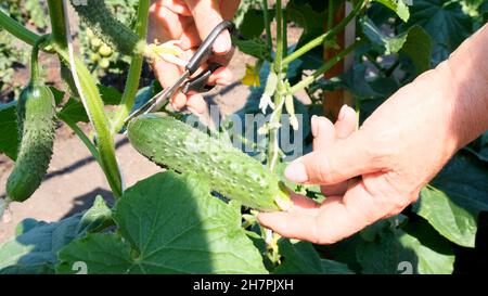 Le mani femminili tengono un cetriolo verde che cresce su un ramo. Cetrioli crescenti sul letto. Foto Stock