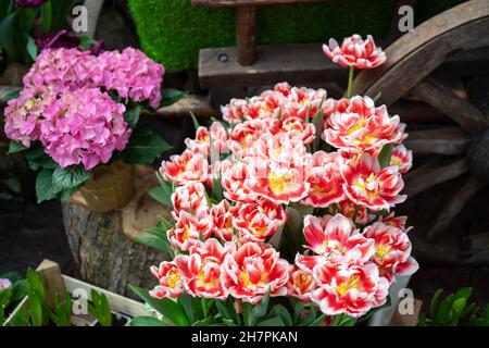Tulipani doppi rossi e gialli con nucleo giallo e ortangea rosa in vaso di fiori in giardino botanico o serra. Foto Stock