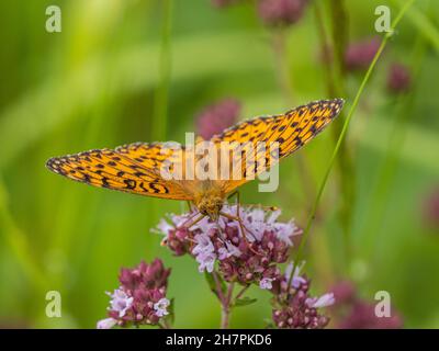 Verde scuro Fritillario che si alimenta su Marjoram Foto Stock