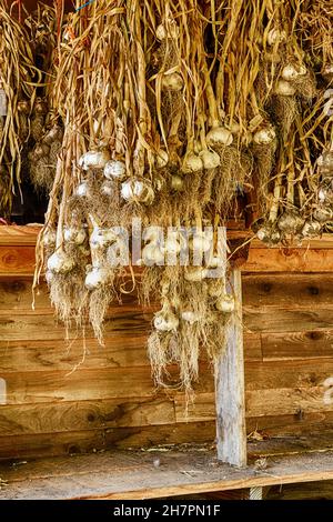 Bulbi di aglio essiccato appendono dal tetto di un capannone di essiccazione in una fattoria biologica nello Stato di Washingto. Foto Stock